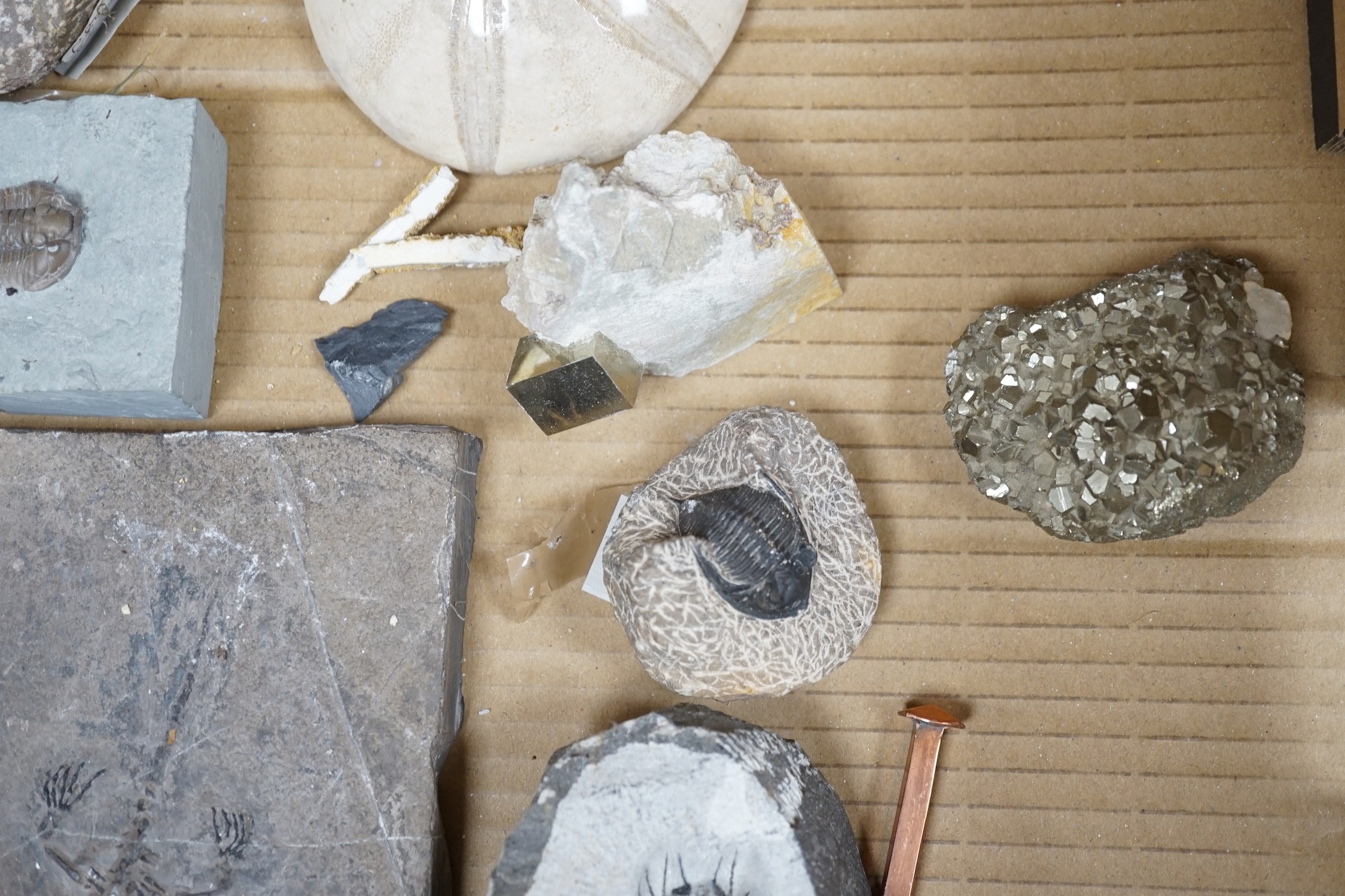 A collection of assorted fossils, minerals and amber